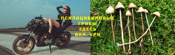 PSILOCYBIN Алексеевка